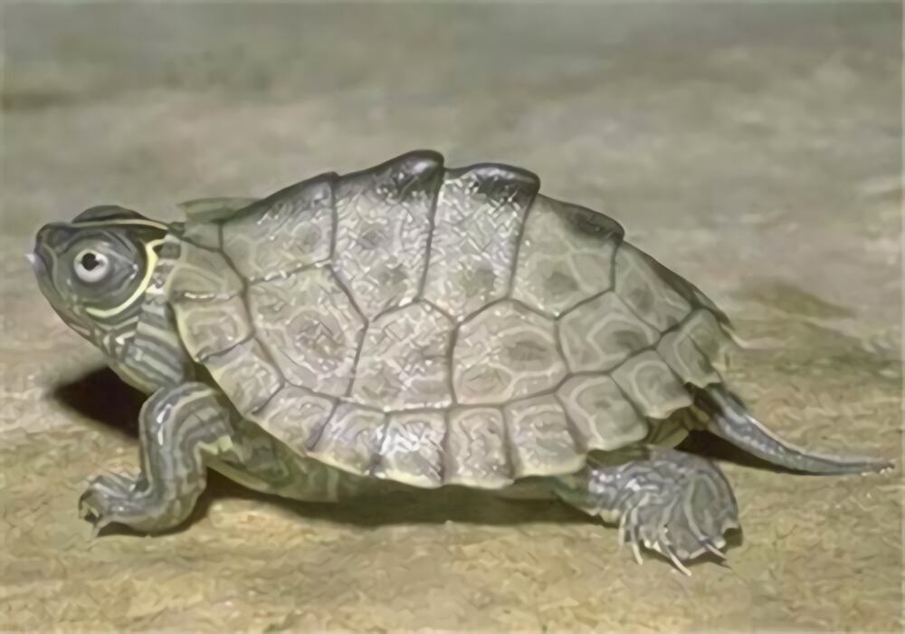 北部黑瘤地图龟身份信息