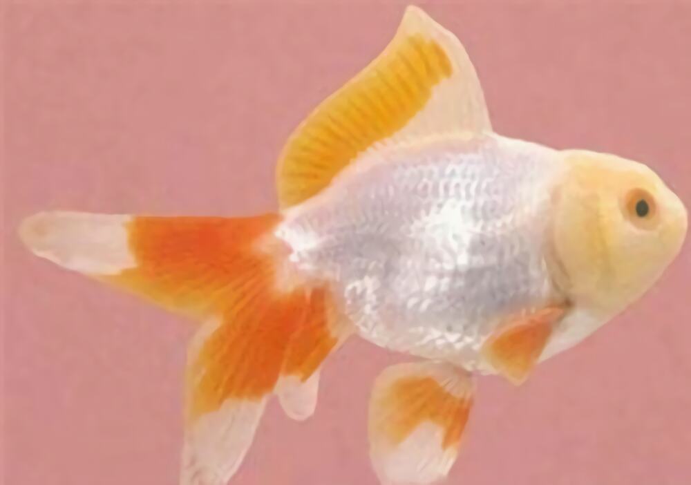 玫瑰红虎头龙睛身份信息