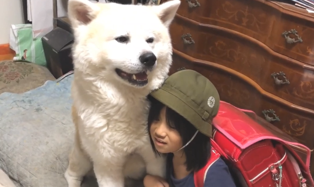 秋田犬进卧房不做声,小主人下学回家才搞清楚,萌化主人家的心
