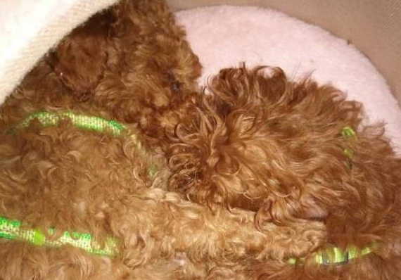 泰迪犬又开始撒狗粮了,你吃饱了没?
