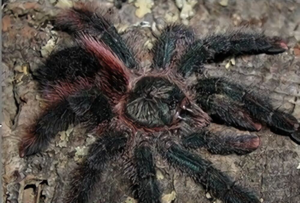 巴西粉红趾身份信息