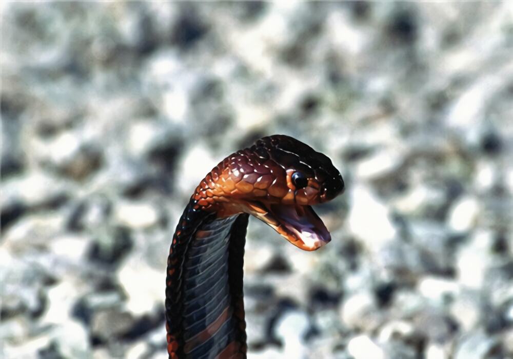 狐狸蛇身份信息