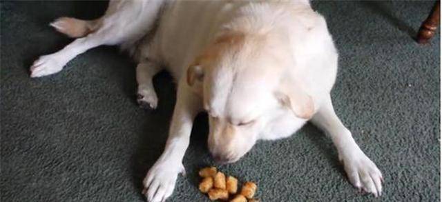 贪吃的工作犬闻到饭香,紧跟着端饭的消防员,还不断暗示投喂