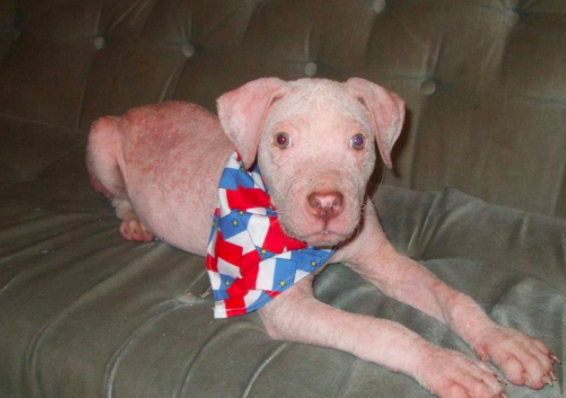 一个怕给狗花钱治病的人，却被它真情触动，自掏腰包成立爱心组织