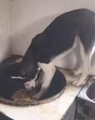 主人刚提前准备用餐，却见到二哈在锅里偷吃，这狗还能要吗