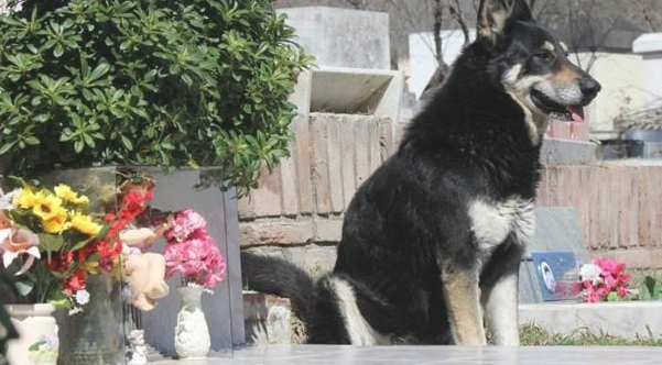 忠犬依靠自己寻找主人墓葬,独自一人守墓十一年,过世后差点儿和主人合墓