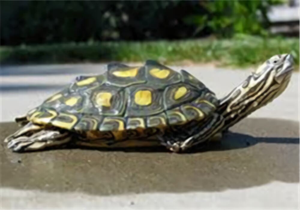 环纹地图龟身份信息