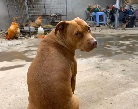 女孩子养比特犬,狗狗浑身肌肉,现实版美女与野兽?