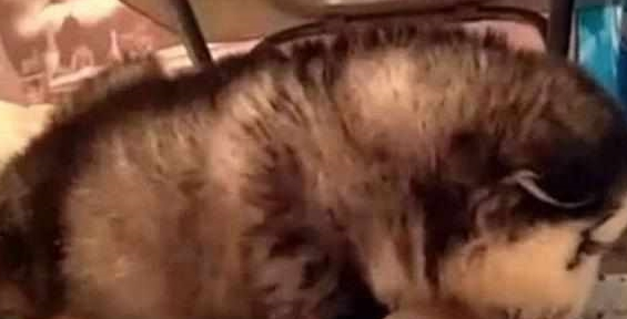 朋友送我只小阿拉,可能是一个披着狗皮的猪,我要破产了