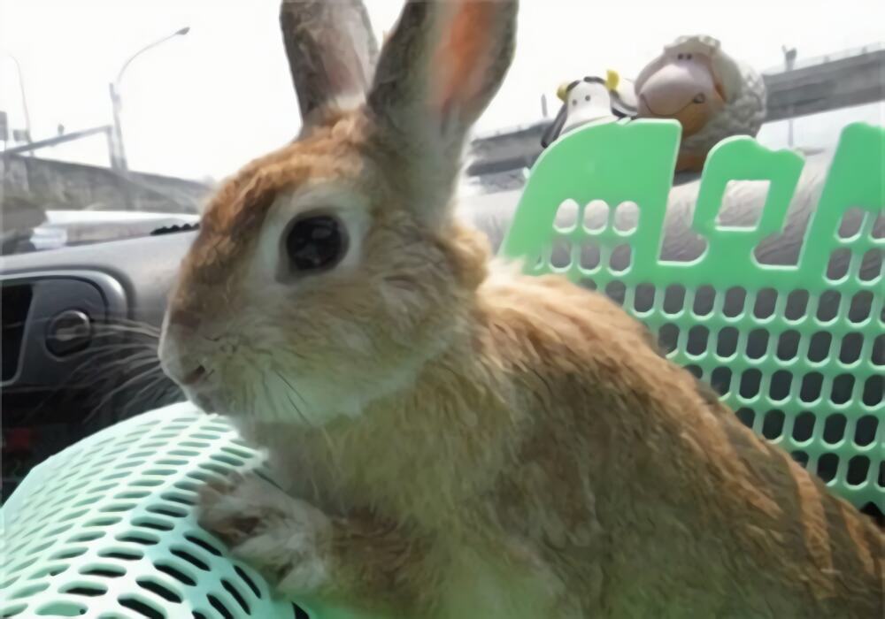 忌廉兔身份信息