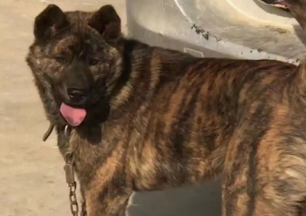 没人要的田园虎斑犬被领养到国外,一段时间后,它竟然成了一个小明星!