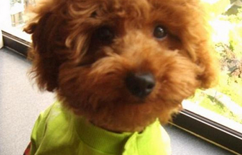 民警办案迅速一小时内找回丢失的泰迪犬