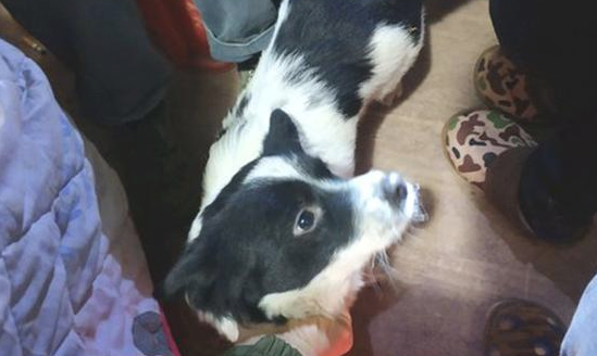 路人有意找流浪犬的茬儿,接下去见到狗狗的主要表现,女生差点儿笑翻