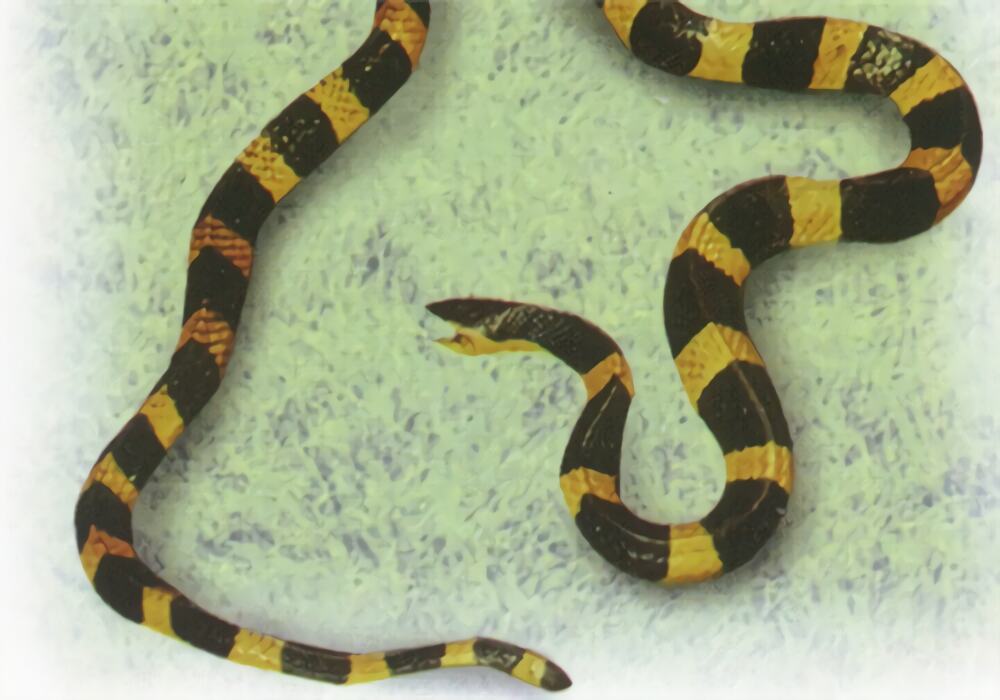 金环蛇身份信息