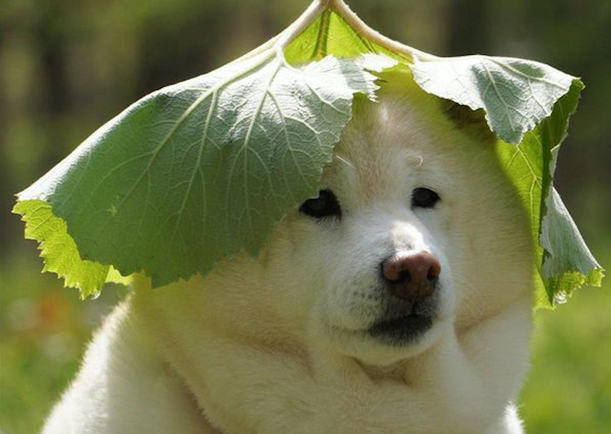 主人在柴犬头顶放了片大叶子,它逐渐小表情庄重,之后高兴得太璀璨了
