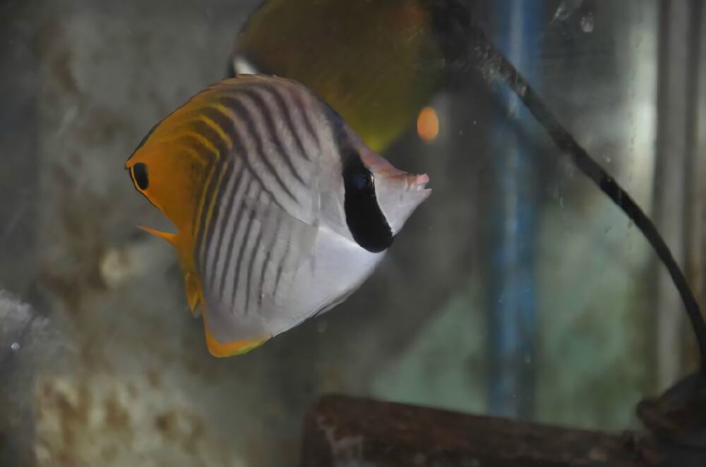 人字蝶身份信息