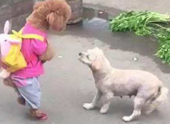 主人家带泰迪去买菜,巧遇一只小土狗,泰迪走前套近乎反被揍