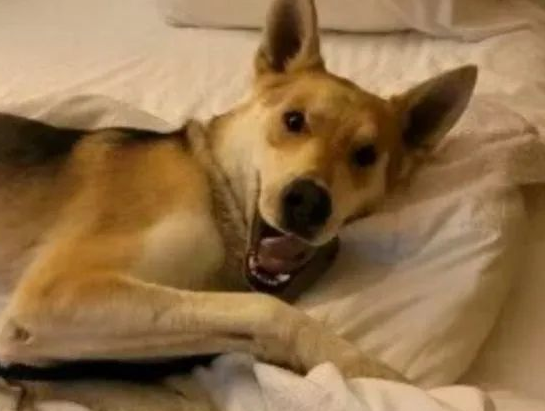 加州牧羊犬失踪14个月后,突现踪 “2575公里外”