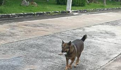 家犬越来越胖，主人偷偷跟踪，发现它竟冒充流浪狗骗吃骗喝