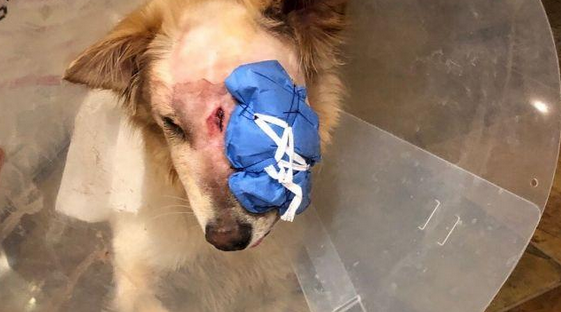 狗狗出门时被蛇咬了，主人家网上进行寻求帮助，却遭受了网民们的提出质疑