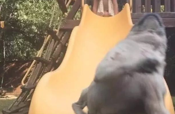狗狗玩滑梯表达:本汪一点儿不急,,随后狗狗的小表情却让人笑喷