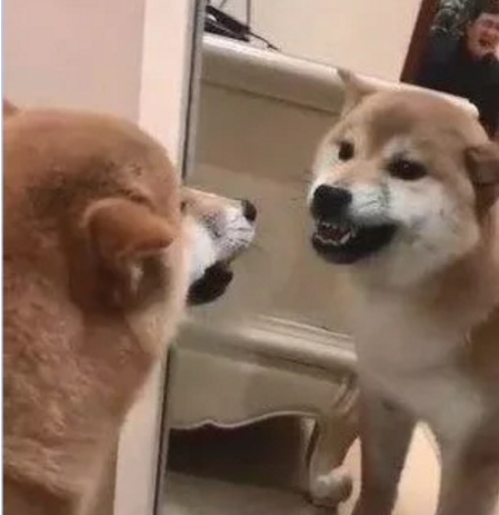 柴犬照镜子后开始不对劲了,还和自己吵起来:里面的家伙快出来!