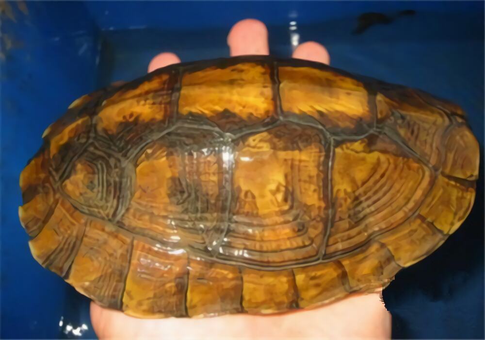 潘氏闭壳龟身份信息