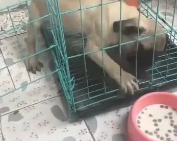 狗狗见到犬粮,想咬掉铁笼出去吃,看了后看到它好傻!