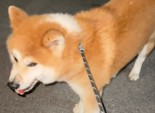没拴绳的柴犬冲向秋田犬咬,结果被反杀了,主人自知理亏没追究!