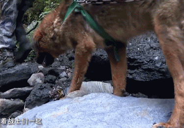 “二哈”到底能不能做军犬?收下这份军犬最全知识贴!一级军士长教你养犬!