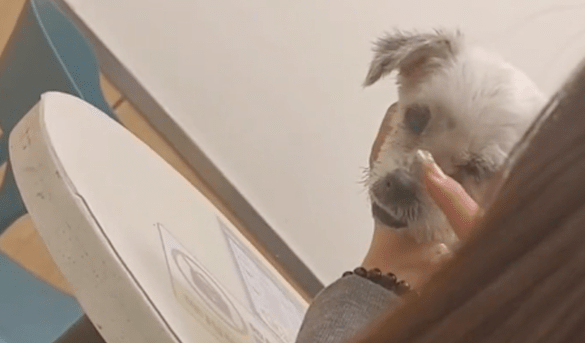 捡到生病的流浪狗手术费要上万,医院愿意无偿做,但条件令人不解