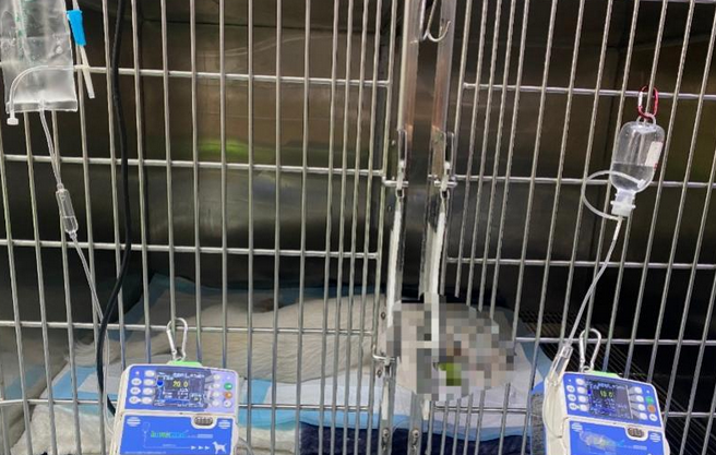 宠物狗转诊后不到20小时死亡,宠物医院遭质疑,市监局介入