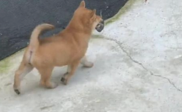 田园犬不清楚从哪儿捉的耗子,昂首阔步的走回家了,小表情真忘形呀!