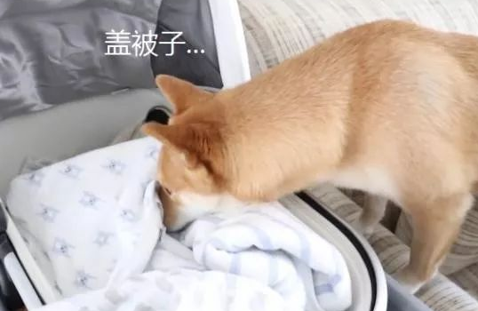 柴犬今年才3岁,却因照顾宝宝走红,主人:比我还有耐心