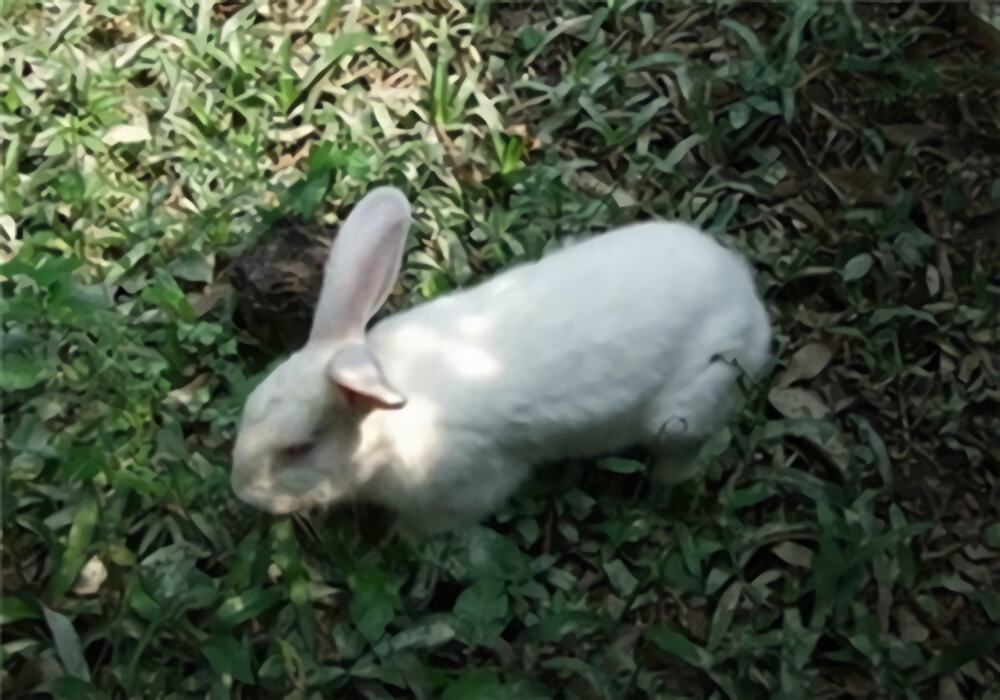 佛州大白兔身份信息