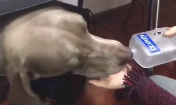 女主人给狗狗喝酒,把它灌醉了要做啥,都不害怕发酒疯?
