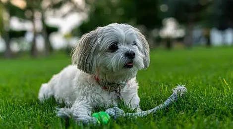 贵宾犬出现分离焦虑,广州专业训犬学校通过什么方法训练纠正