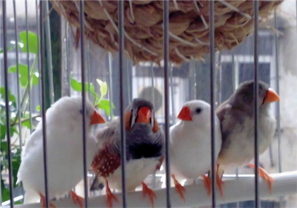 金山珍珠身份信息