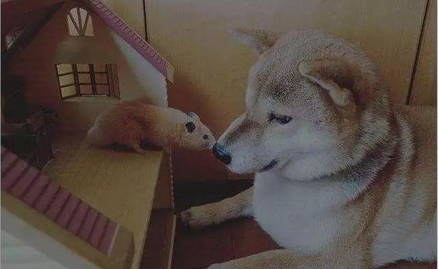 柴犬和猫咪总是蹲在一起看电视，像是两个久违的小伙伴