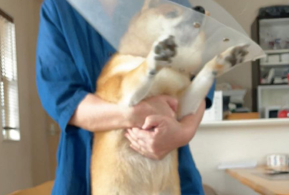 主人想给柴犬涂药,它却拼了命挣脱不肯接纳,神情兴奋到模糊不清了!