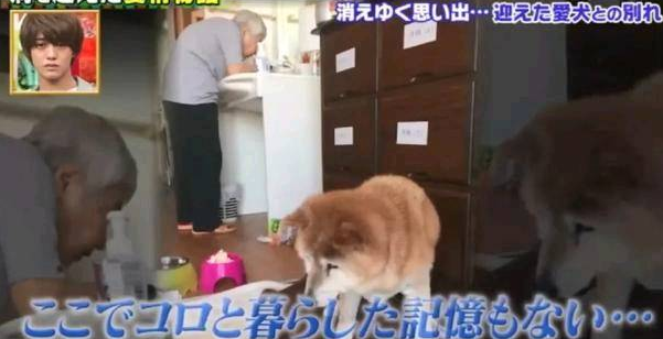 狗狗和主人都换上了老年痴呆 多年后的重逢 还会认得彼此吗?