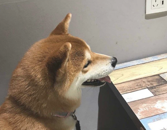 主人带柴犬去用餐,它坐下来等上菜的情况下停不住的笑,太激动了吧!