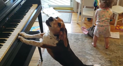 天才狗狗跟小主人同台表演超嗨,边弹钢琴边高歌!