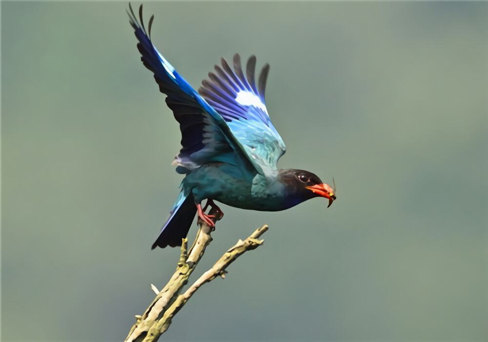 三宝鸟身份信息