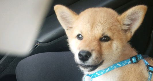 假期结束了,柴犬要跟主人家离去家乡了,可它都还没玩够
