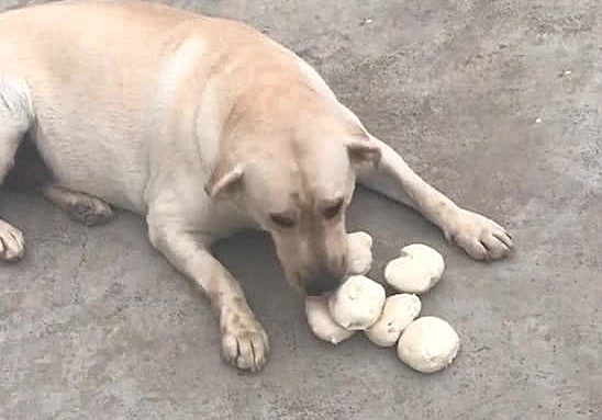 狗狗嘴肿整圈,小伙认为被马蜂叮了,认清后直言不讳要倒闭