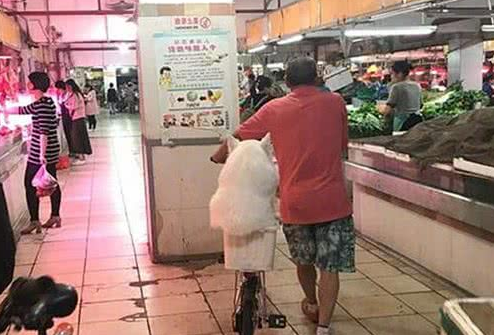 爷爷养大的肥狗!萨摩耶犬坐在自行车后座逛菜场,胖到屁股塞不下