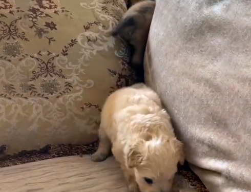 因搬家被留下的怀孕狗狗,生下小狗后瘦成皮包骨,还好遇到好心人