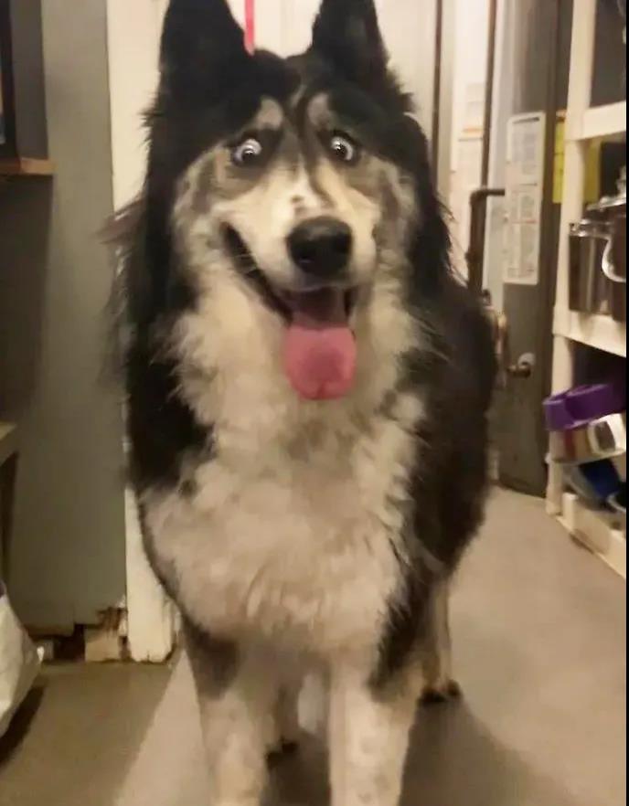 哈士奇因太丑被抛弃,网友:这么可爱的狗子,给我养啊!