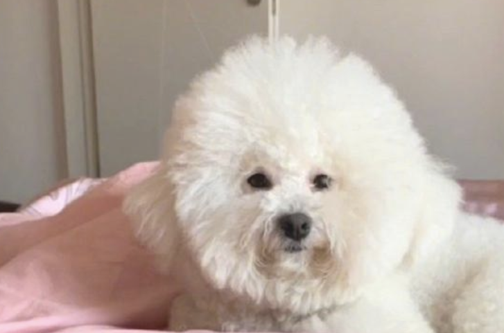 狗狗寄养宠物在宠物店一周后,乳白色的毛变成了深灰色,它是去煤碳厂了没有